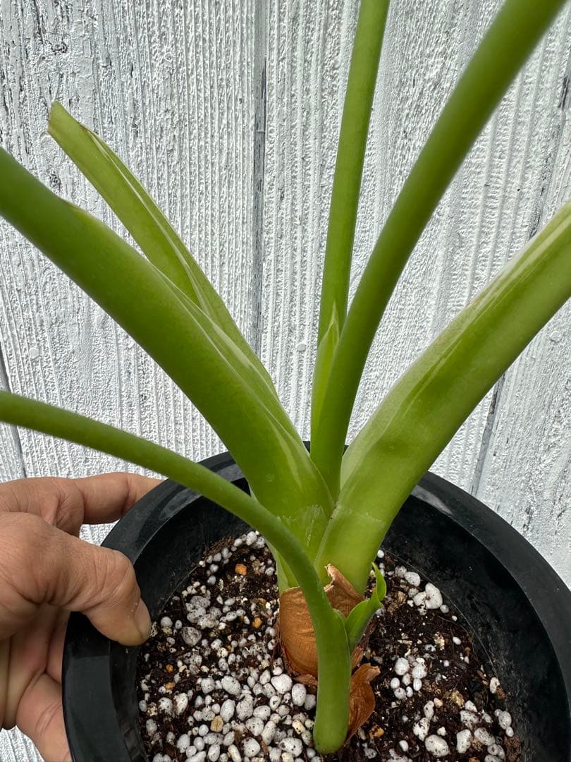 Alocasia cucullata white var .ククラータ斑入り
