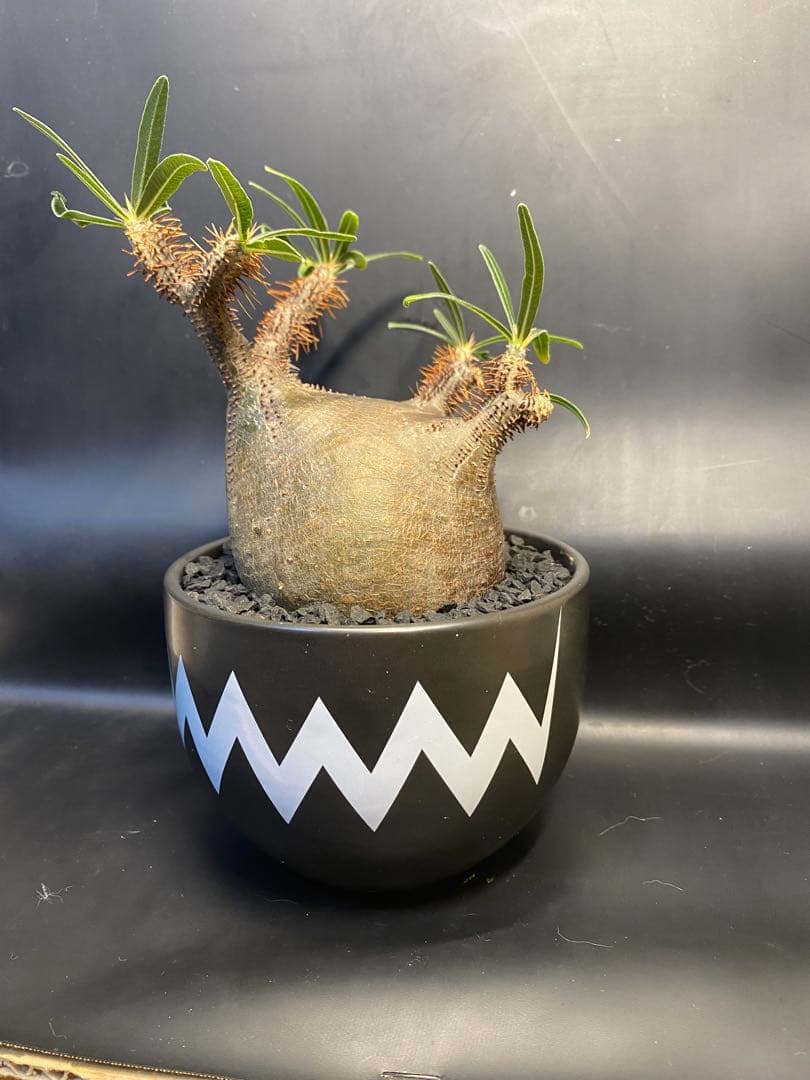 パキポディウム　グラキリス　現地球　コレクション株　良型株　赤肌　鉢のまま発送