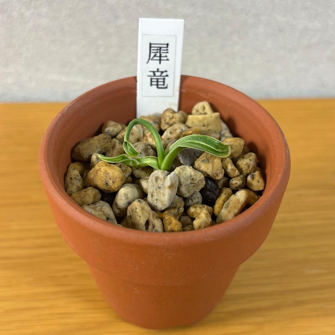 万年青　犀龍　獅子系　割り子　別格稀貴品