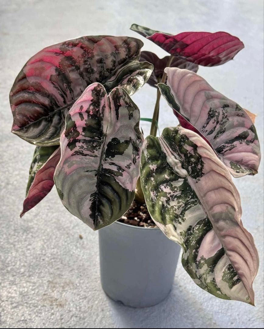 美株 Alocasia cuprea Pink VariegataTC・発根済