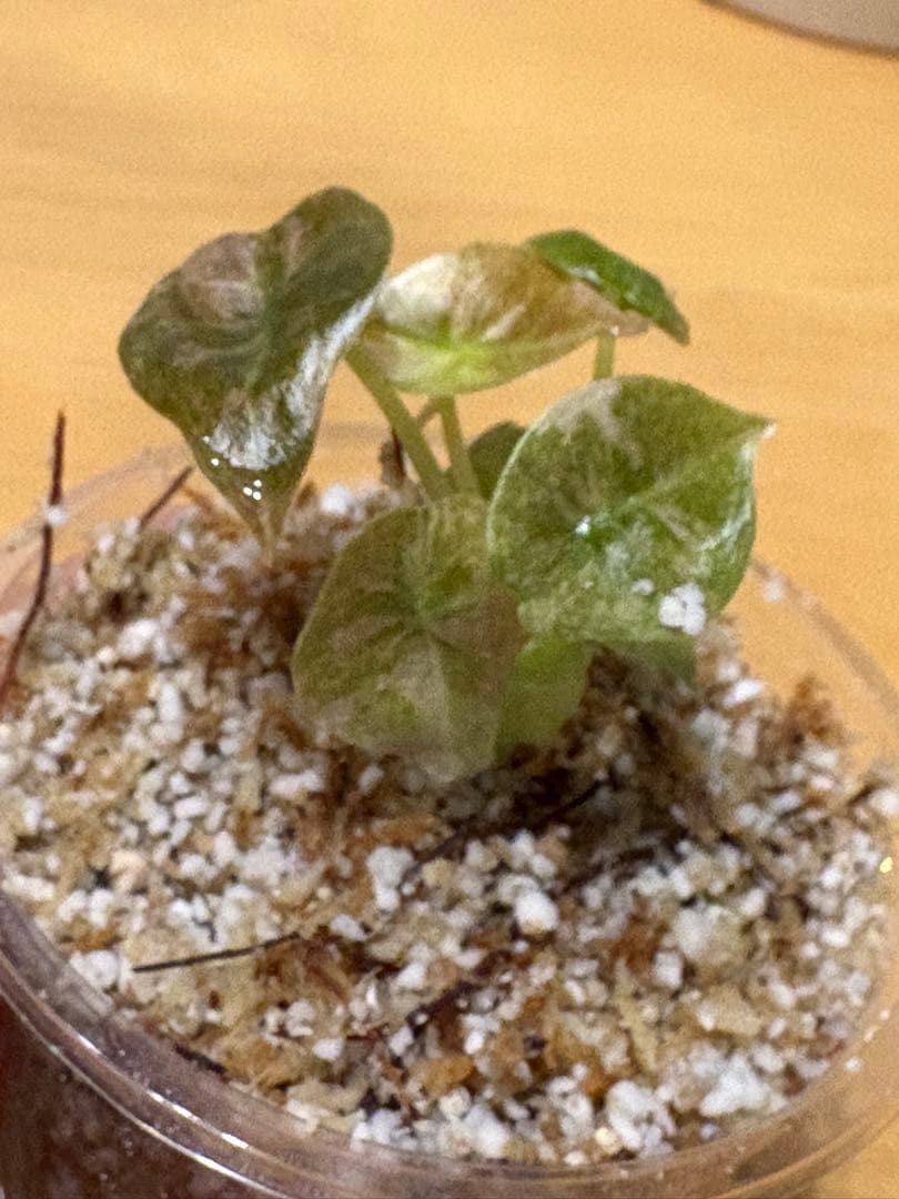 美株 Alocasia cuprea Pink VariegataTC・発根済