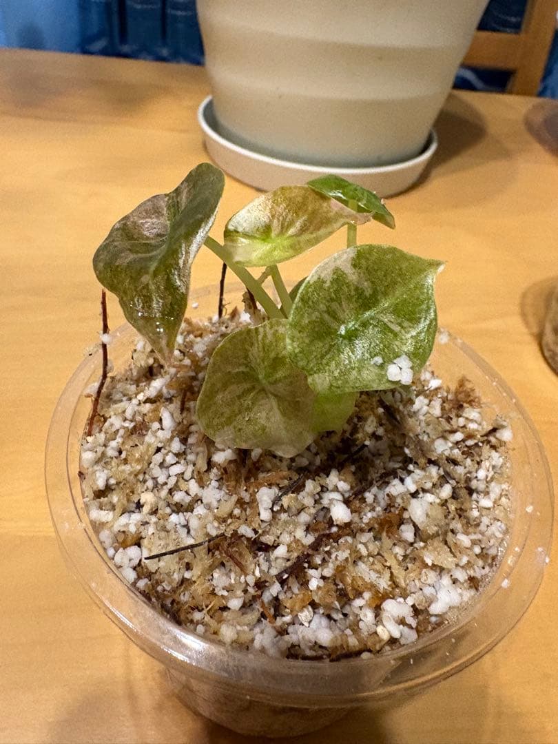 美株 Alocasia cuprea Pink VariegataTC・発根済