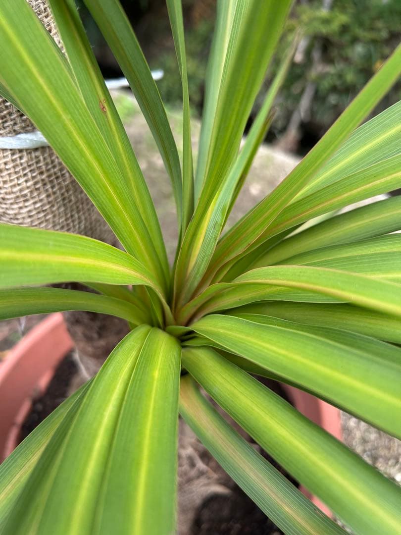 ドラセナニオイシュロラン　希少な株立ち　お値打ち　注意　北海道、離島、沖縄不可