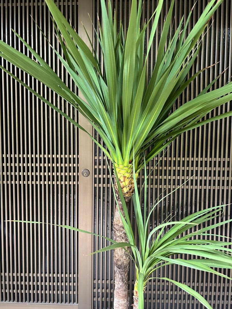 ドラセナニオイシュロラン　希少な株立ち　お値打ち　注意　北海道、離島、沖縄不可