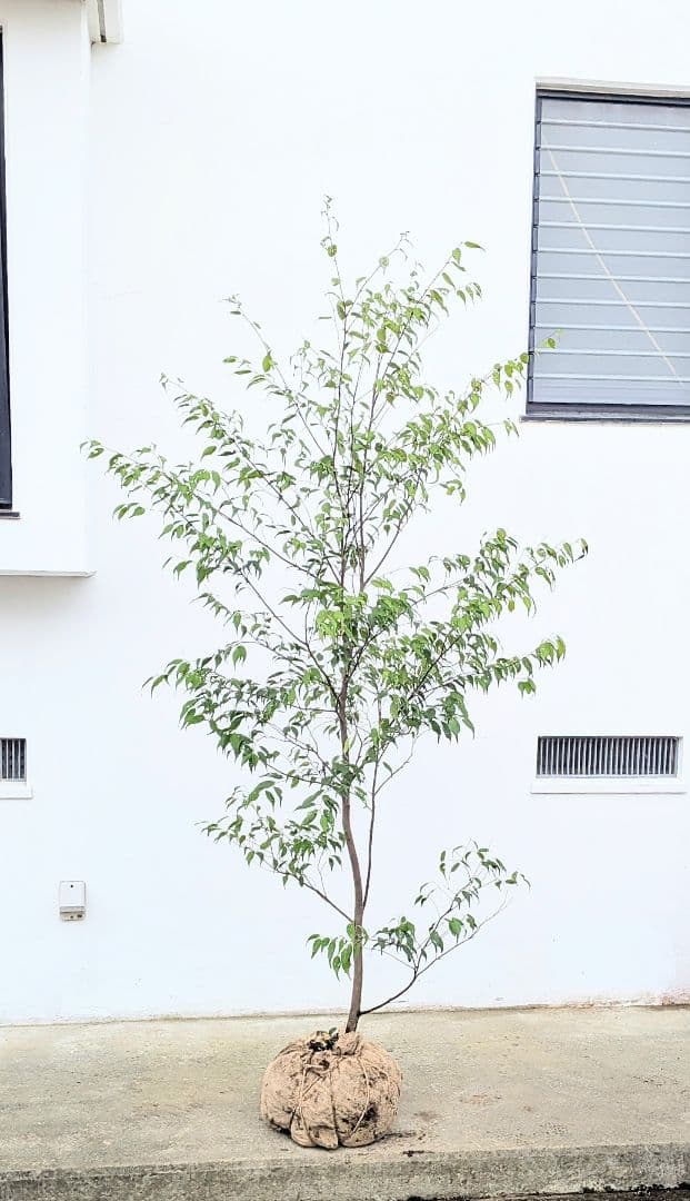 抜群単幹。山採りハイノキ。