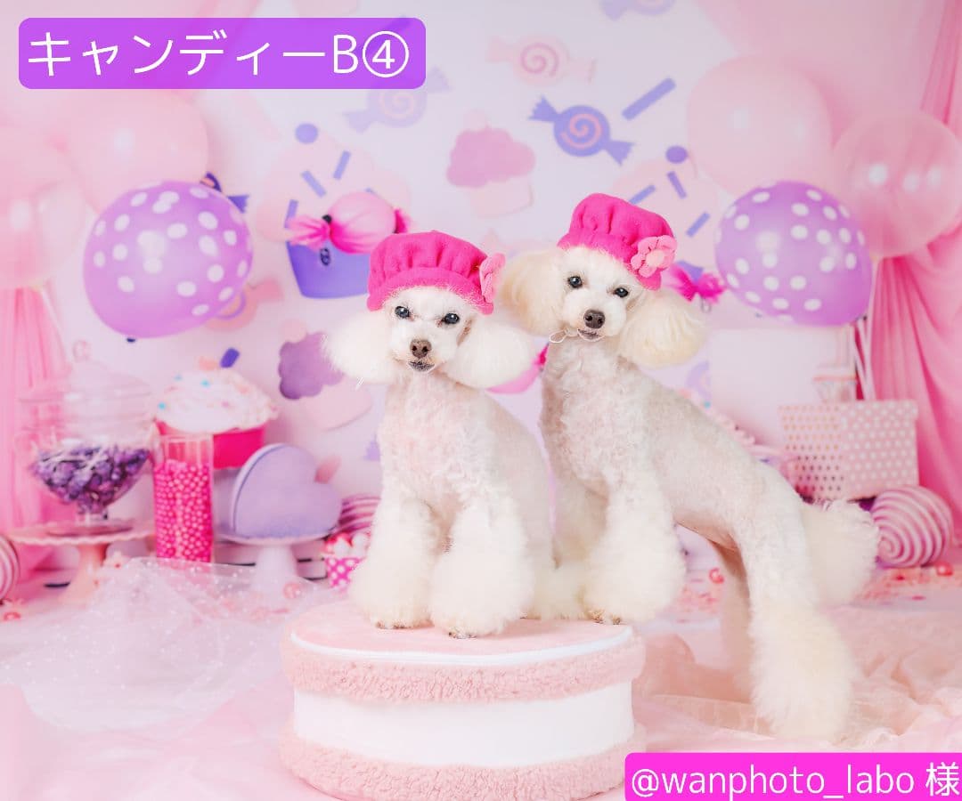 業務用　トリミングチョーカー　バレンタインリボン　苺　いちご　背景布　セット