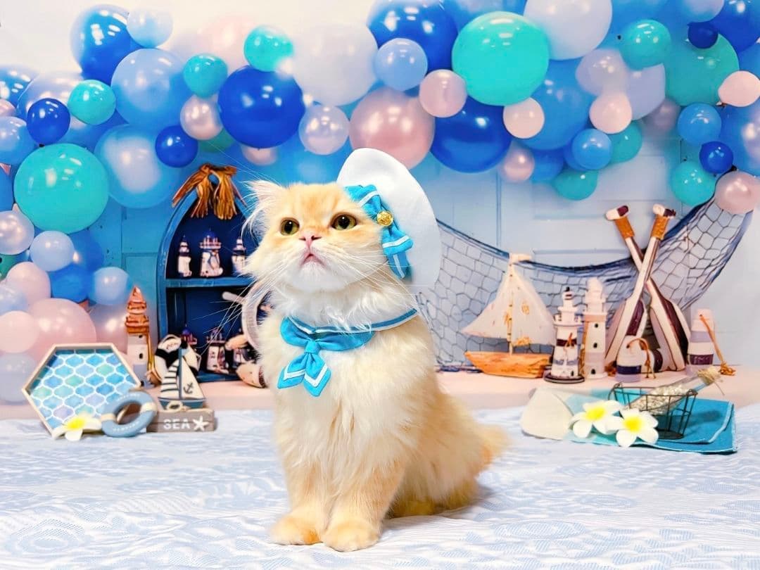 業務用　トリミングチョーカー　バレンタインリボン　苺　いちご　背景布　セット