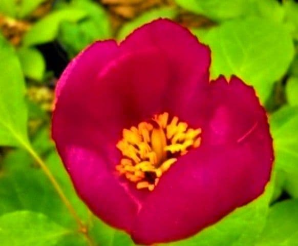 山野草　濃色紅花ヤマシャクヤク(栗駒紅姫)、実生3年生、1株。大輪の花。Ａ！