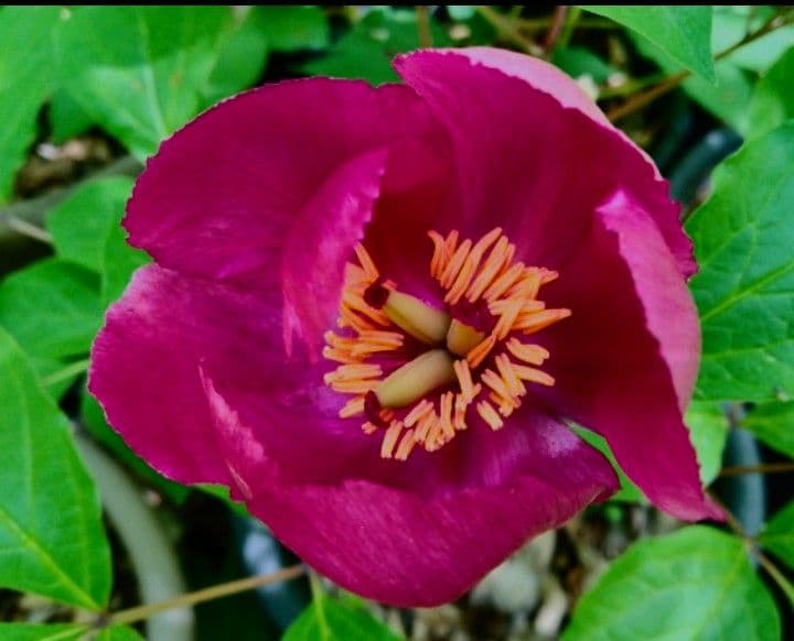 山野草　濃色紅花ヤマシャクヤク(栗駒紅姫)、実生3年生、1株。大輪の花。Ａ！