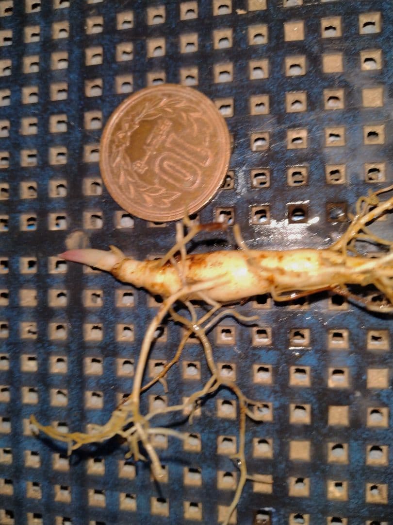 山野草　濃色紅花ヤマシャクヤク(栗駒紅姫)、実生3年生、1株。大輪の花。Ａ！