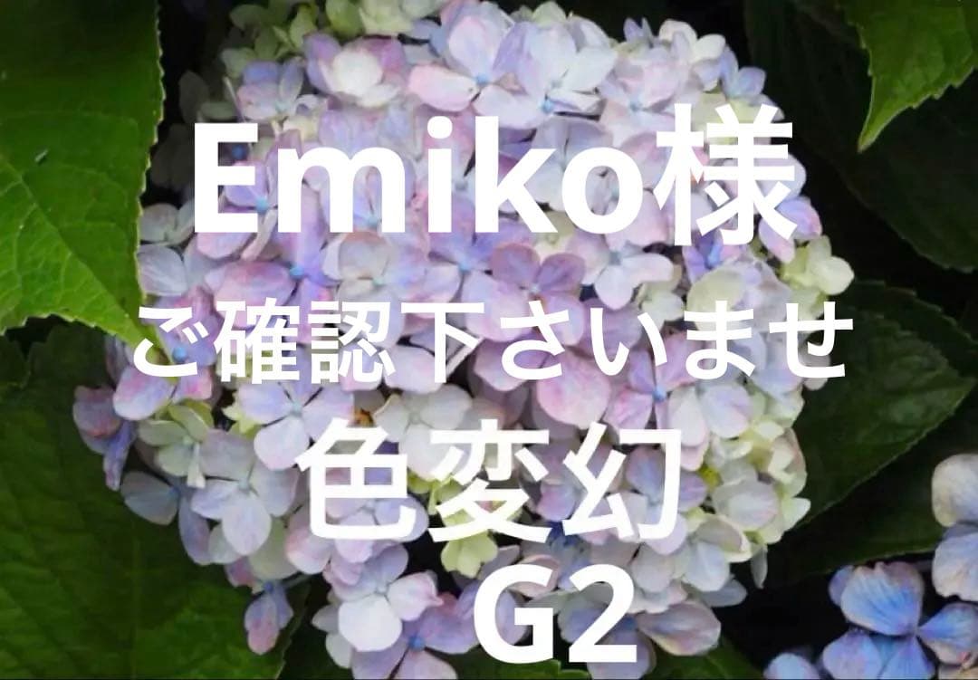 紫陽花　色変幻