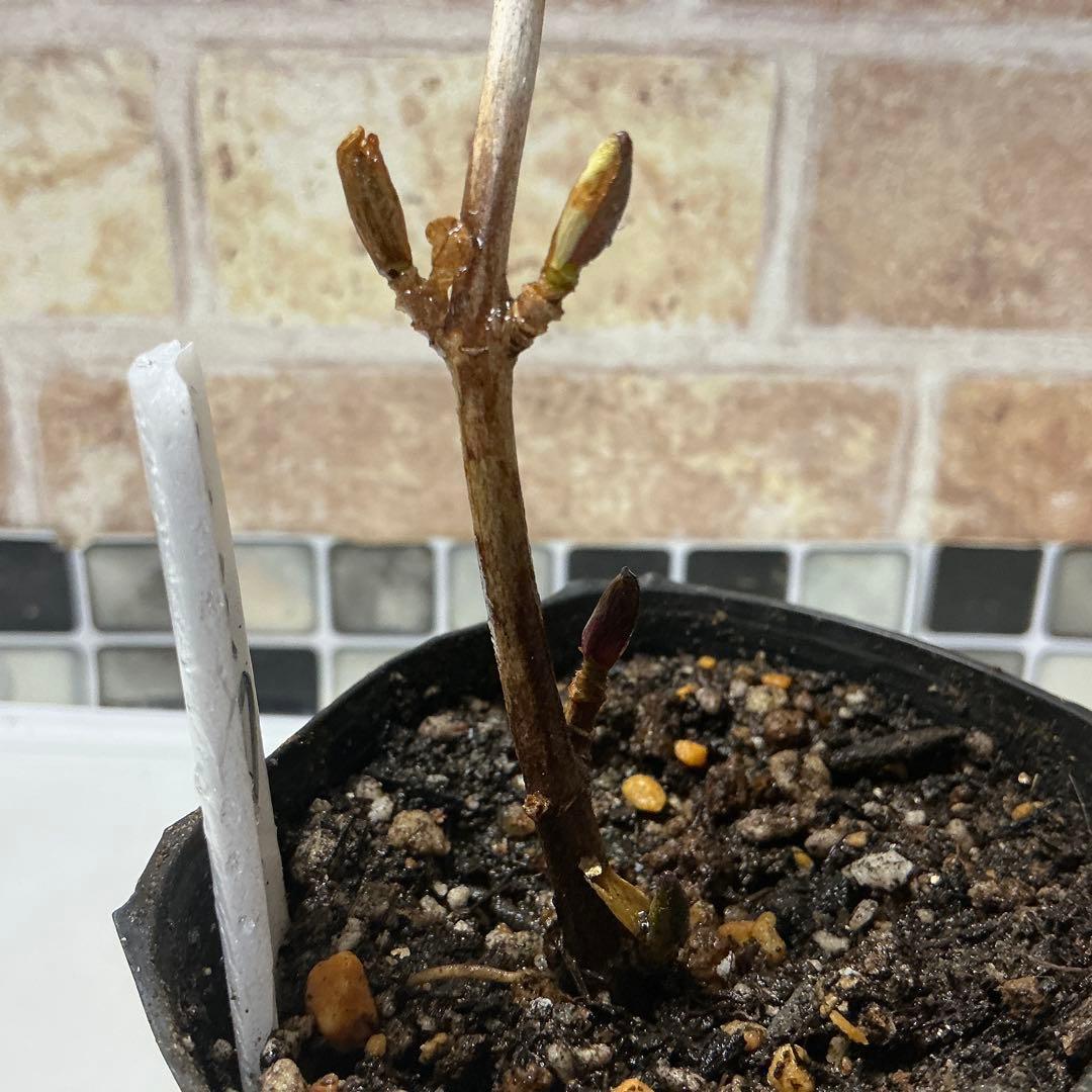 紫陽花　色変幻