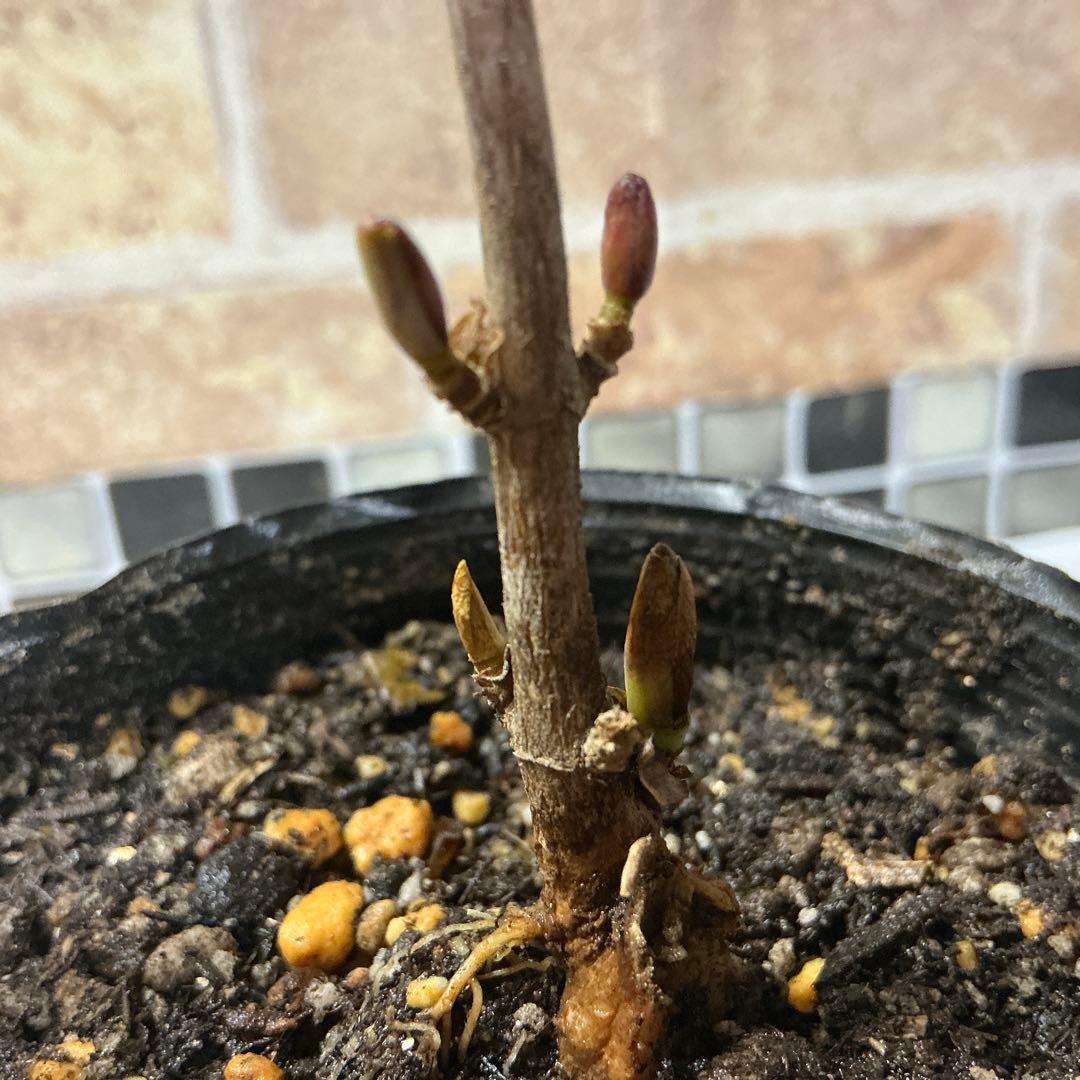 紫陽花　色変幻