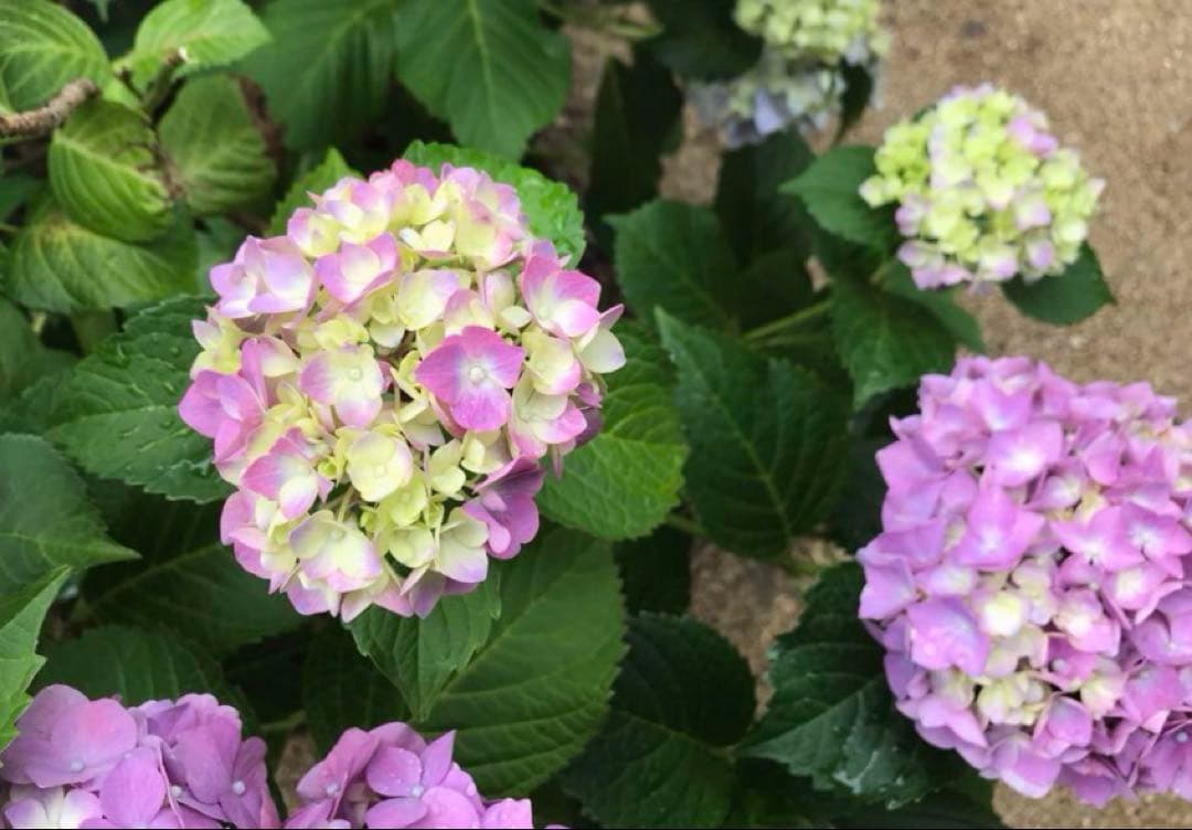 紫陽花　色変幻