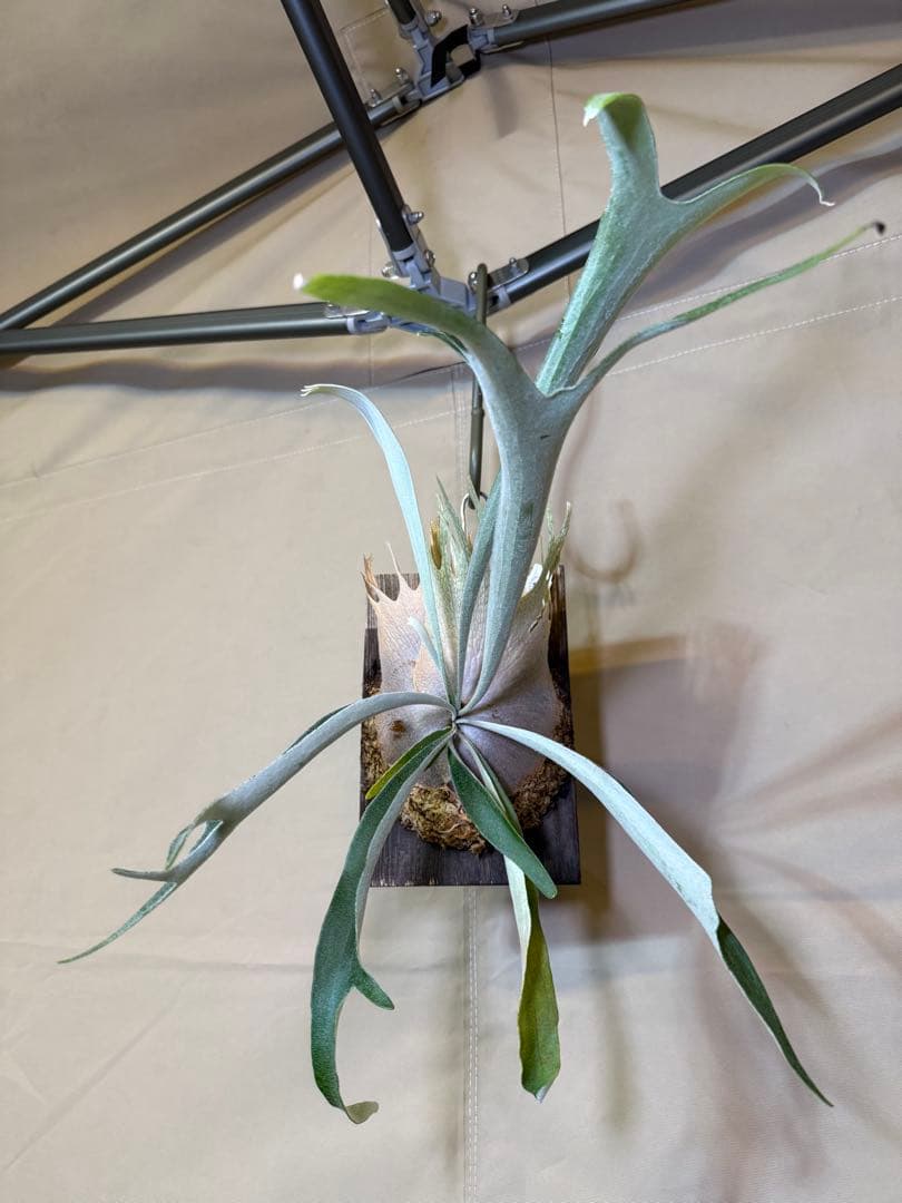 ビカクシダ ベイチー(ビーチー)ワイルドウッドプレート固定