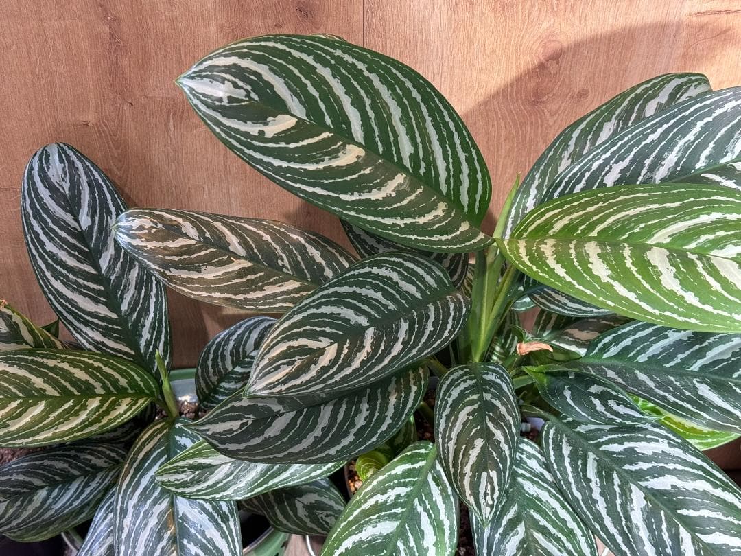 アグラオネマ 二ティドゥーム カーティシー 管理番号0019