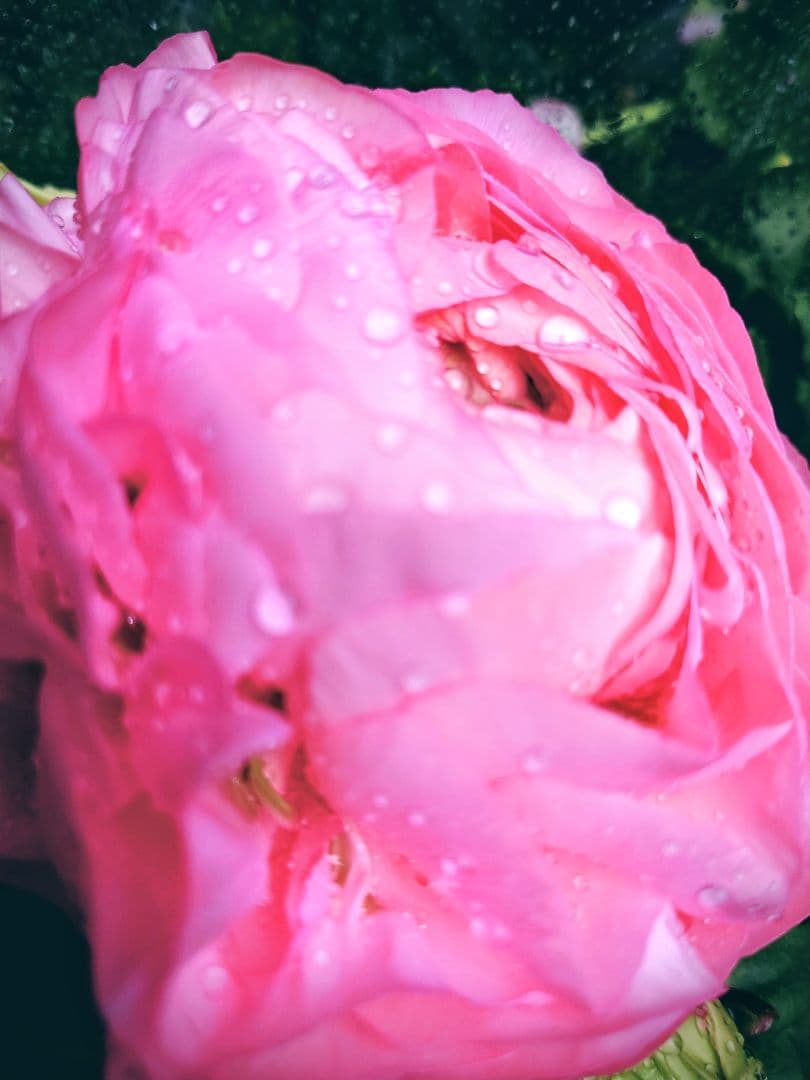 宿根草【現品】大苗【５号鉢】ラナンキュラスポンポン『アリス』フェミニン♪