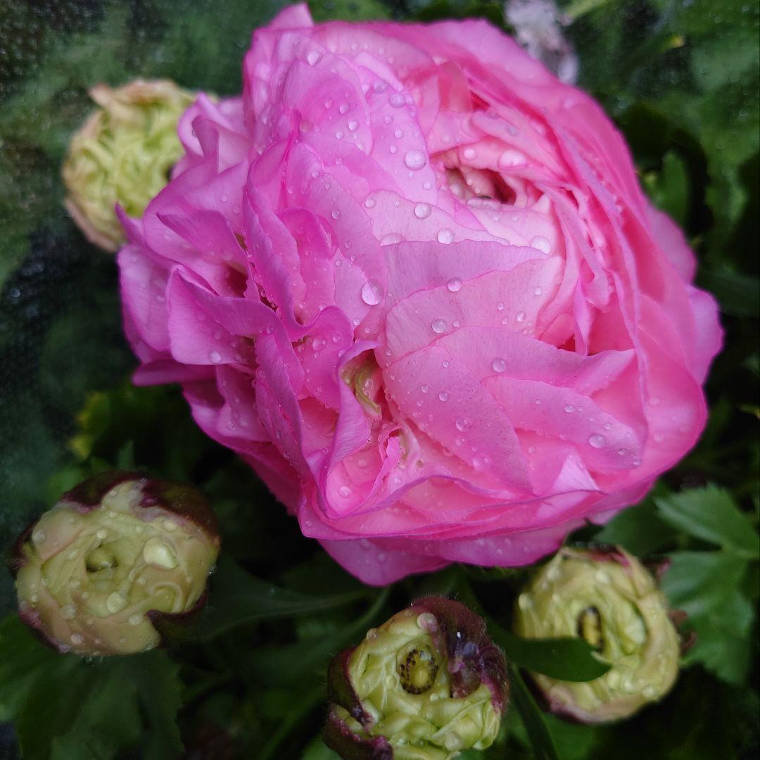 宿根草【現品】大苗【５号鉢】ラナンキュラスポンポン『アリス』フェミニン♪