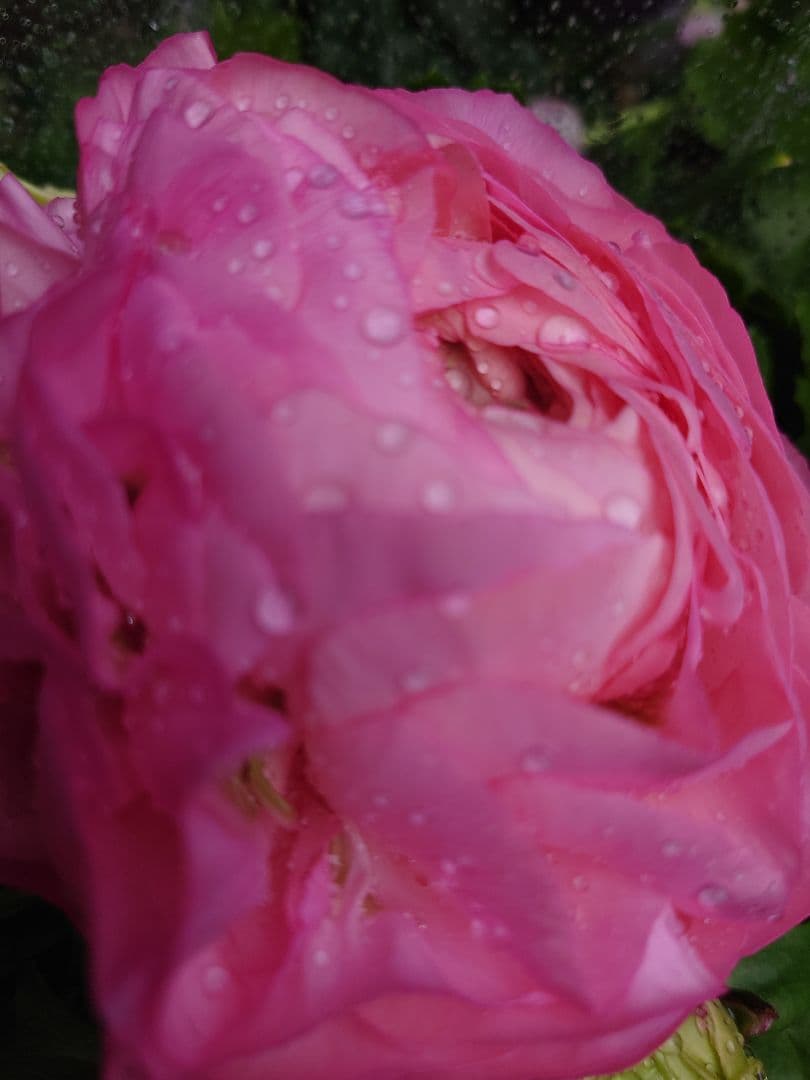 宿根草【現品】大苗【５号鉢】ラナンキュラスポンポン『アリス』フェミニン♪