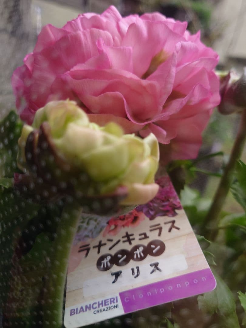 宿根草【現品】大苗【５号鉢】ラナンキュラスポンポン『アリス』フェミニン♪