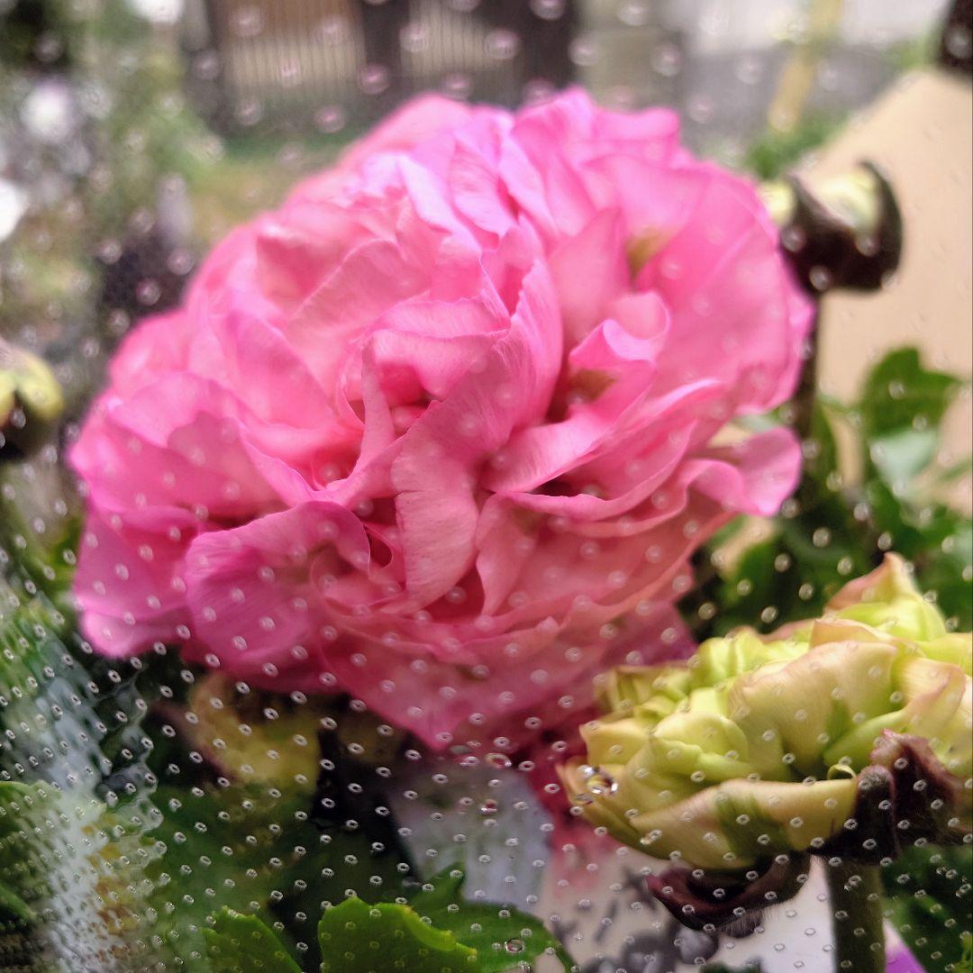 宿根草【現品】大苗【５号鉢】ラナンキュラスポンポン『アリス』フェミニン♪