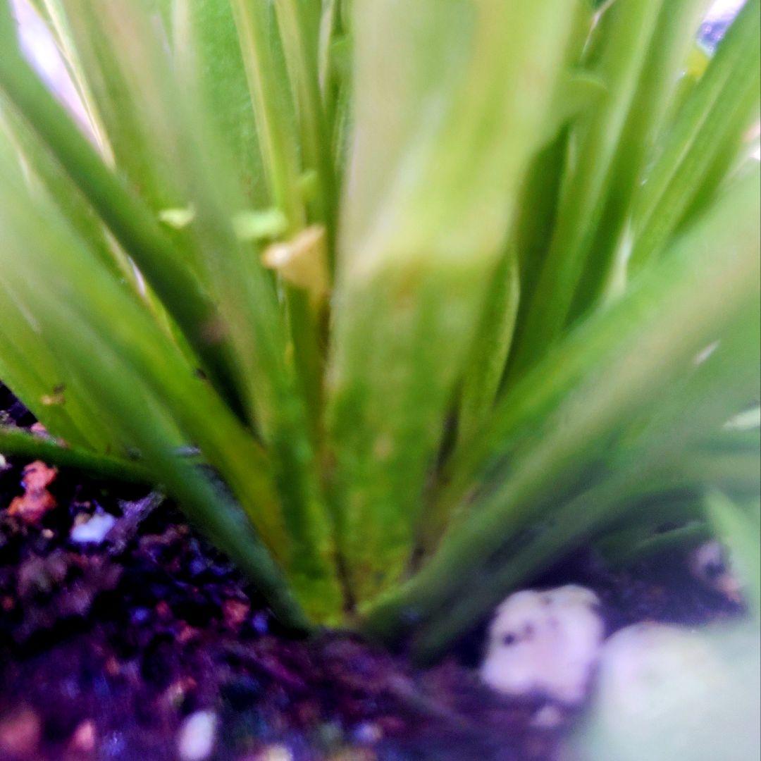 宿根草【現品】大苗【５号鉢】ラナンキュラスポンポン『アリス』フェミニン♪