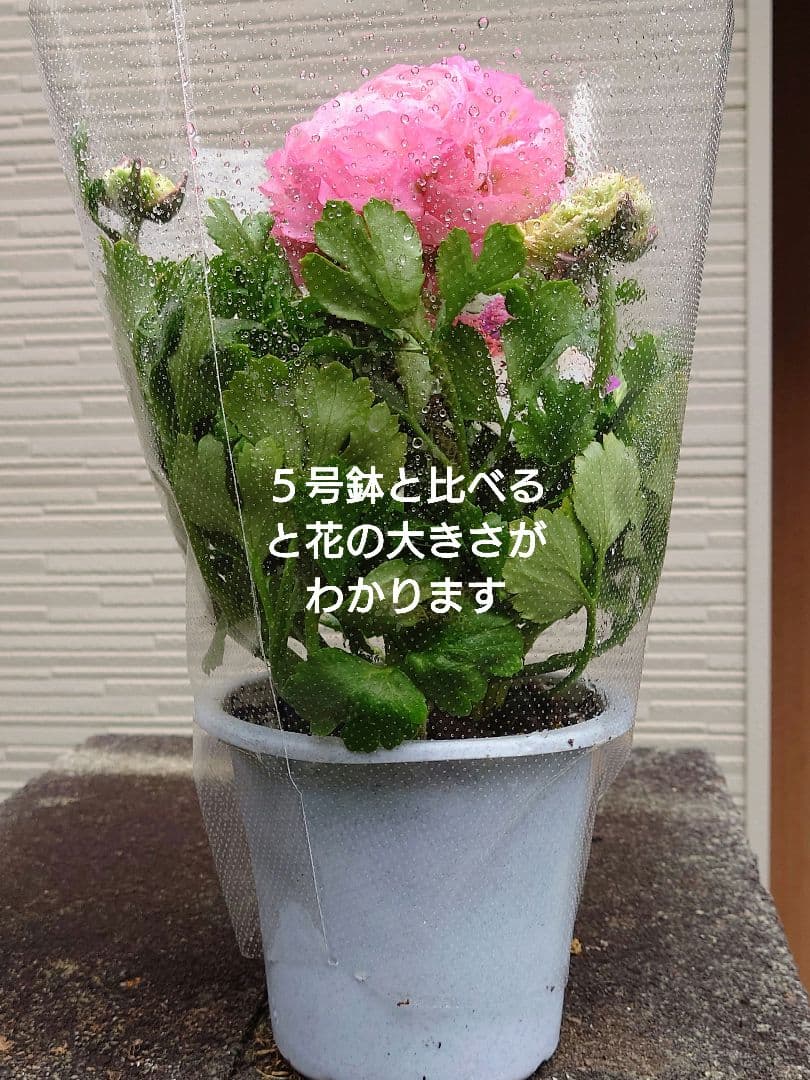 宿根草【現品】大苗【５号鉢】ラナンキュラスポンポン『アリス』フェミニン♪