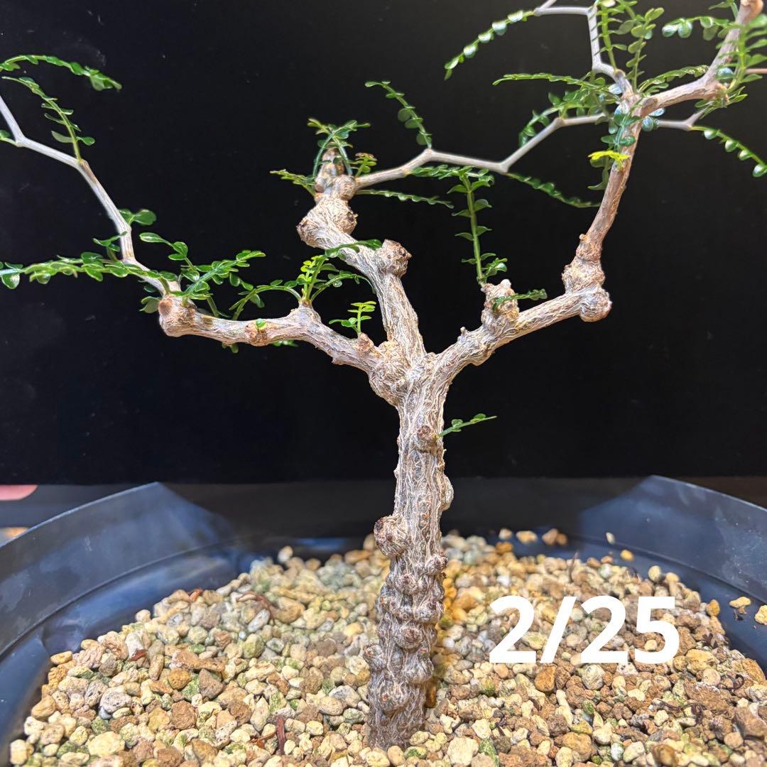 【鉢のまま宅急便発送】パキプス　実生株⑦