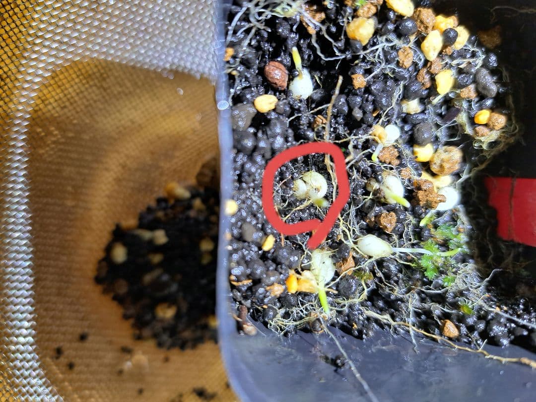 山野草　ユリ　カイコバイモ　山梨県産　実生　1球