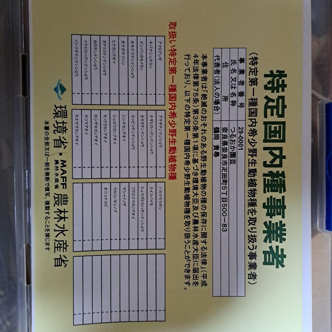 山野草　ユリ　カイコバイモ　山梨県産　実生　1球