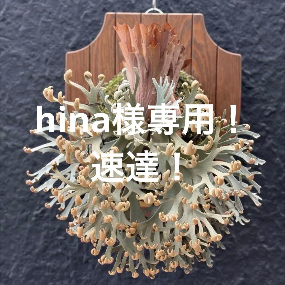 速達！！P.willinckii ’Asurada’ Sporeling 02