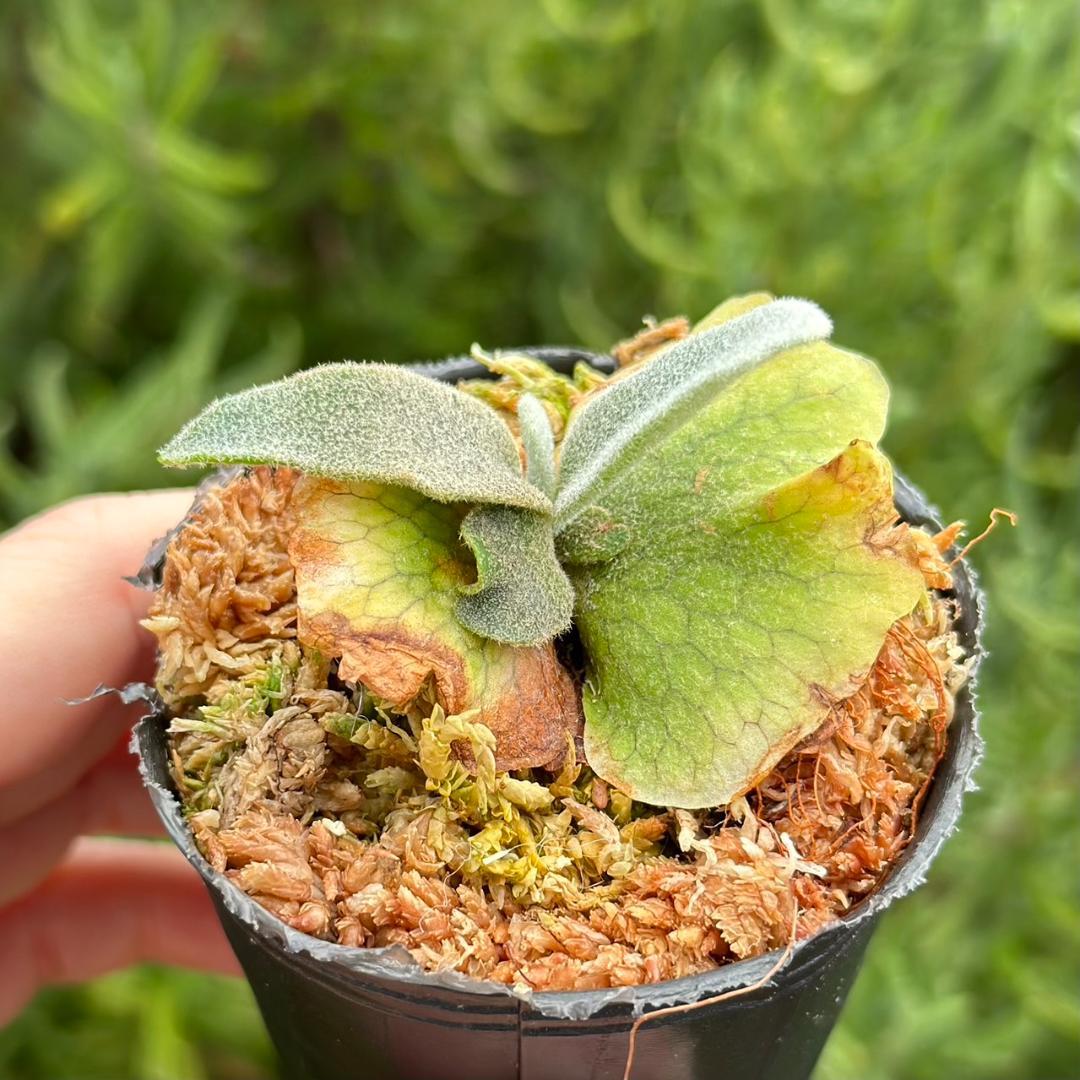 速達！！P.willinckii ’Asurada’ Sporeling 02