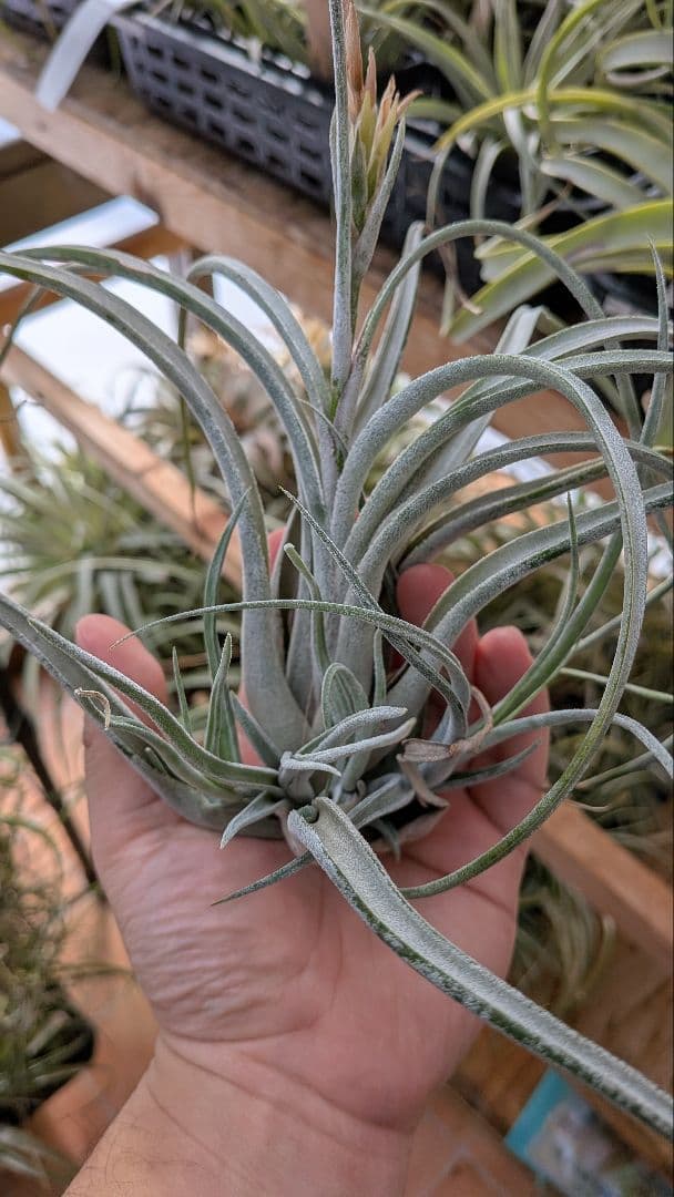 チランジア Kraken 子株4株つき苗 速達