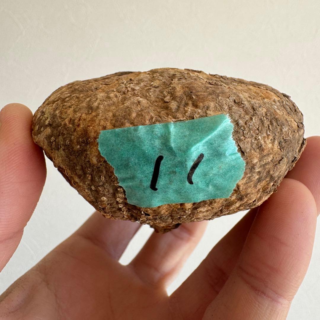 11.アデニア・オバタ 輸入直後ベアルート株　Adenia Ovata