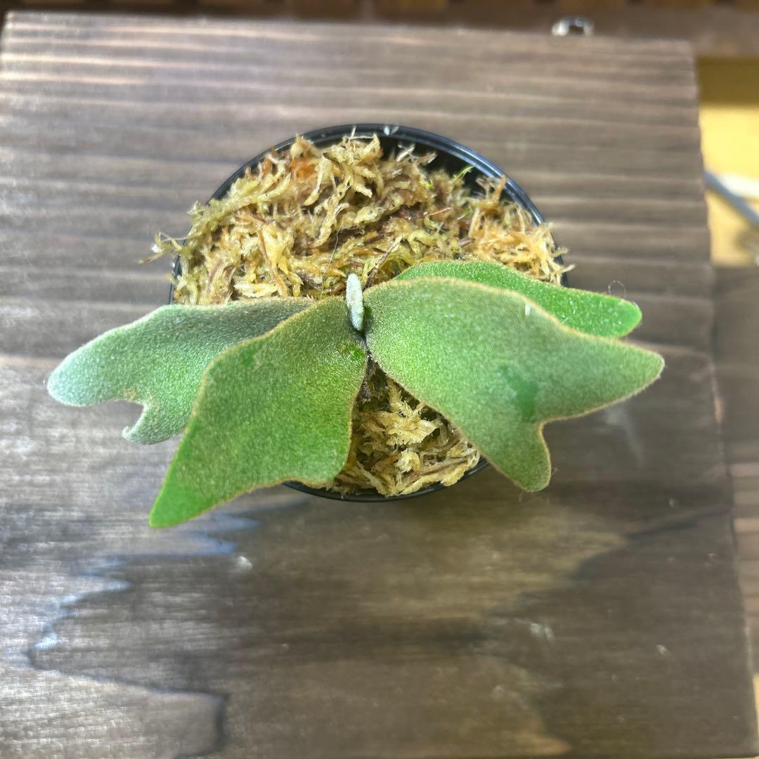 虎*介様 P. willinckii '金童'Golden boy sporel