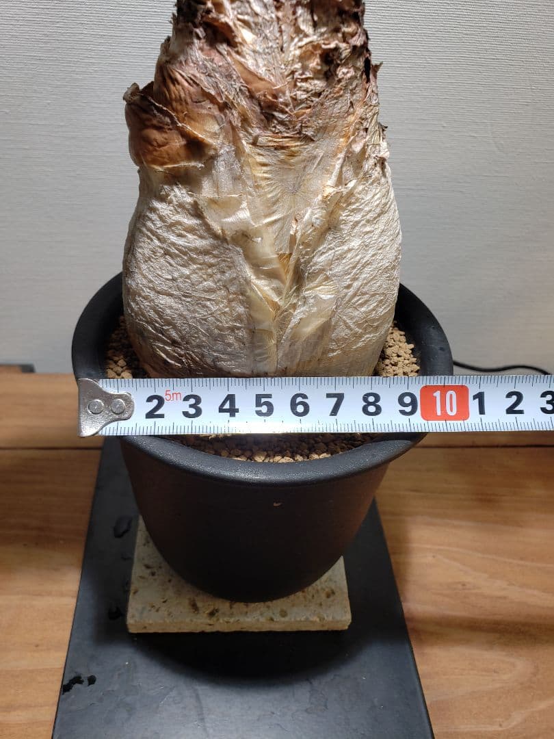 発根済み！ブーファン ハエマンソイデス☆小型☆鉢付き