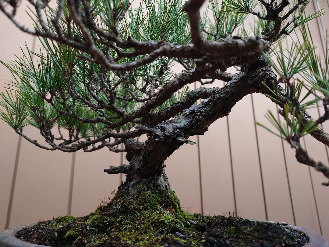 盆栽　赤松　樹高38cm