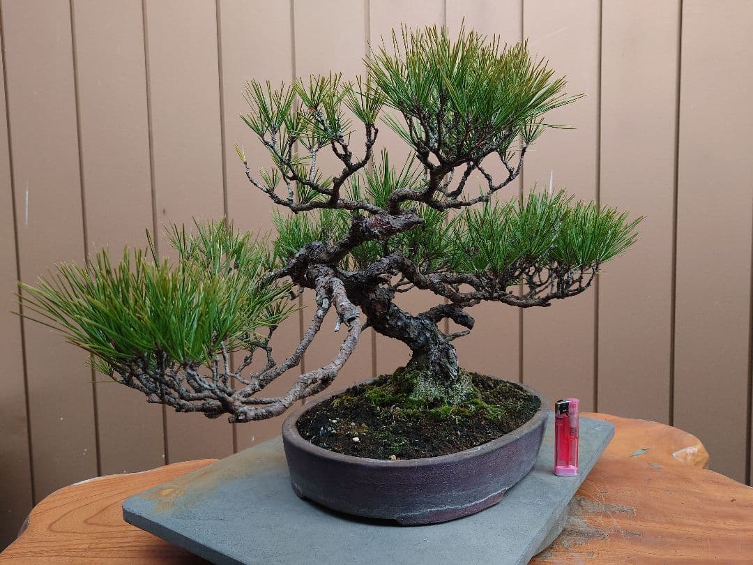 盆栽　赤松　樹高38cm