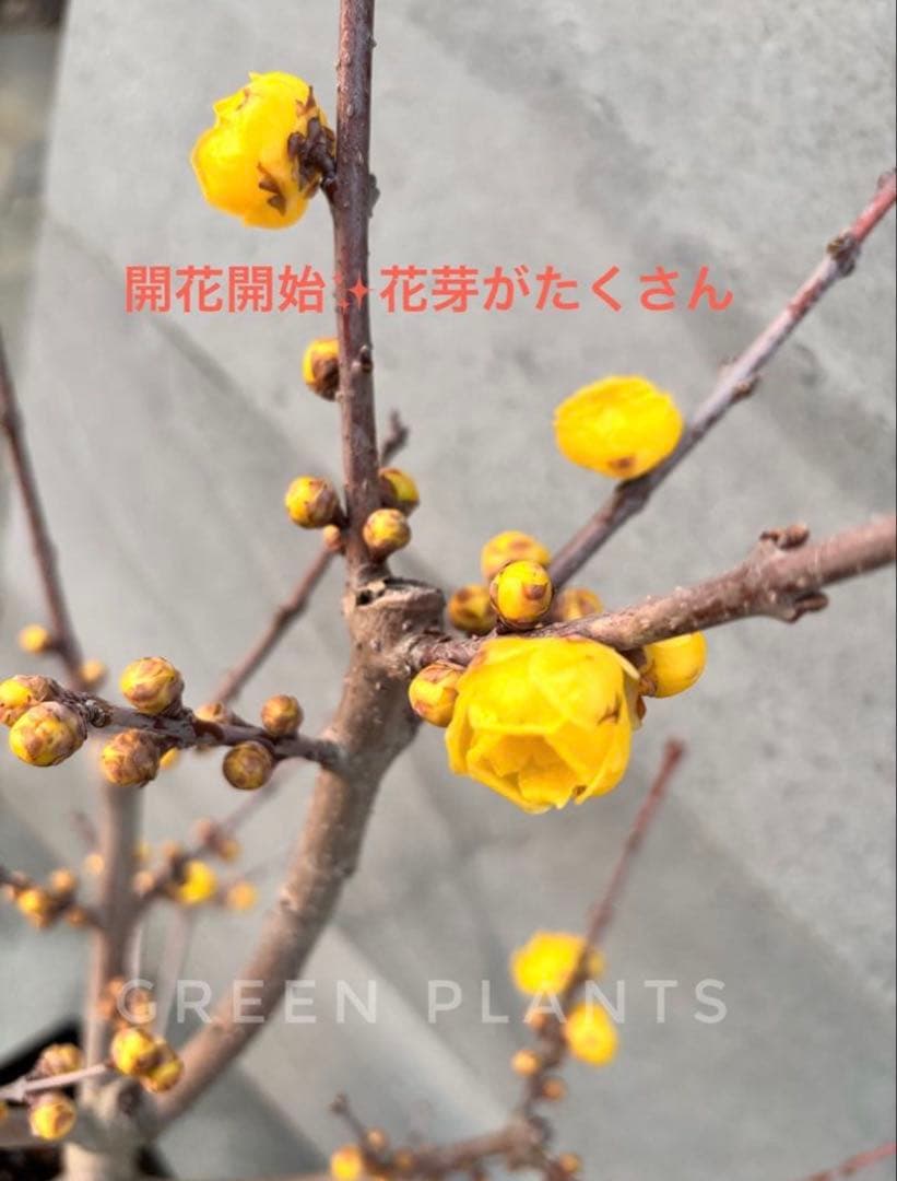 期間限定セール✨蝋梅 苗 接木5年生 満月 大苗 鉢植え【ロウバイ】開花開始