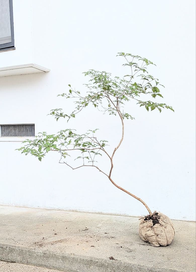 曲線美。山採りアセビ。