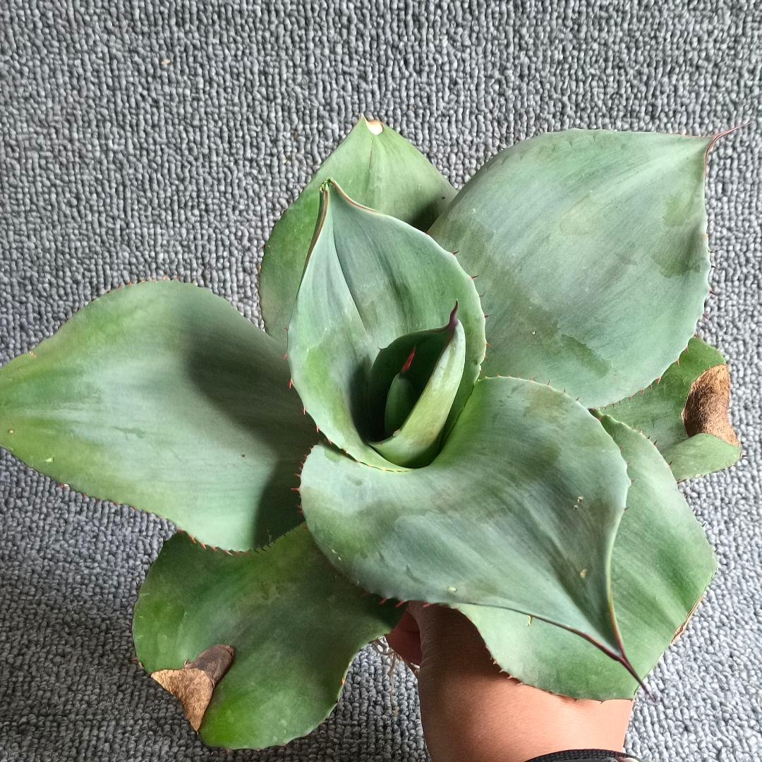 つ*ー様 A439 特選アガベ 貴重な希少種 オバティフォリアオルカ 園葉 極上