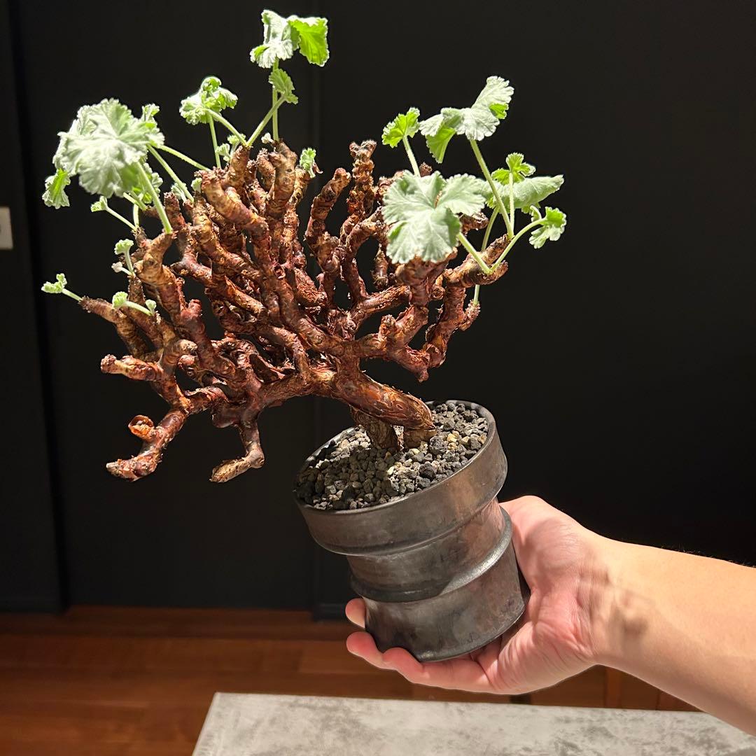 【haruharuさん専用】ペラルゴニウム　ミラビレ　現地株　発根済み