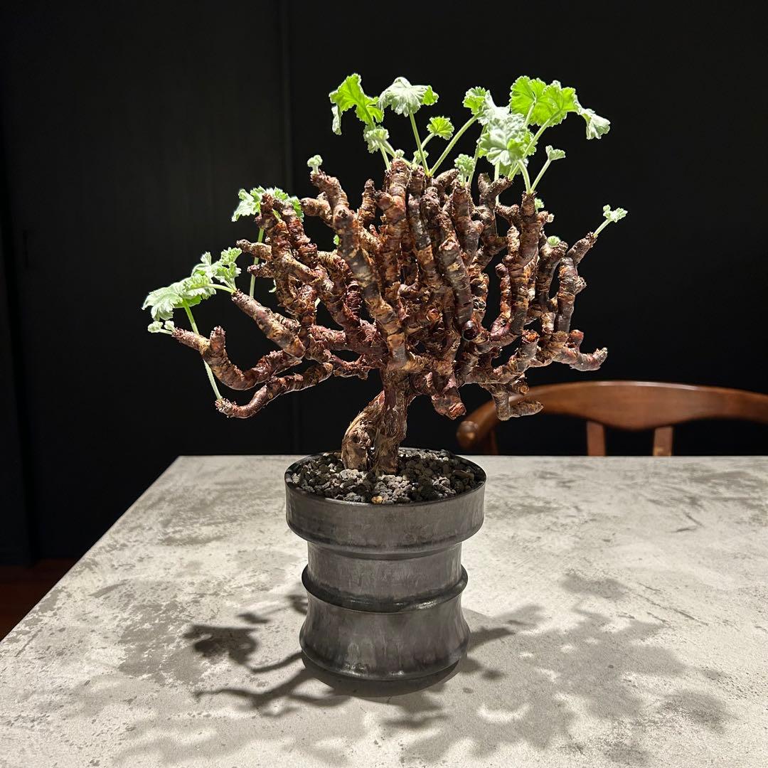 【haruharuさん専用】ペラルゴニウム　ミラビレ　現地株　発根済み