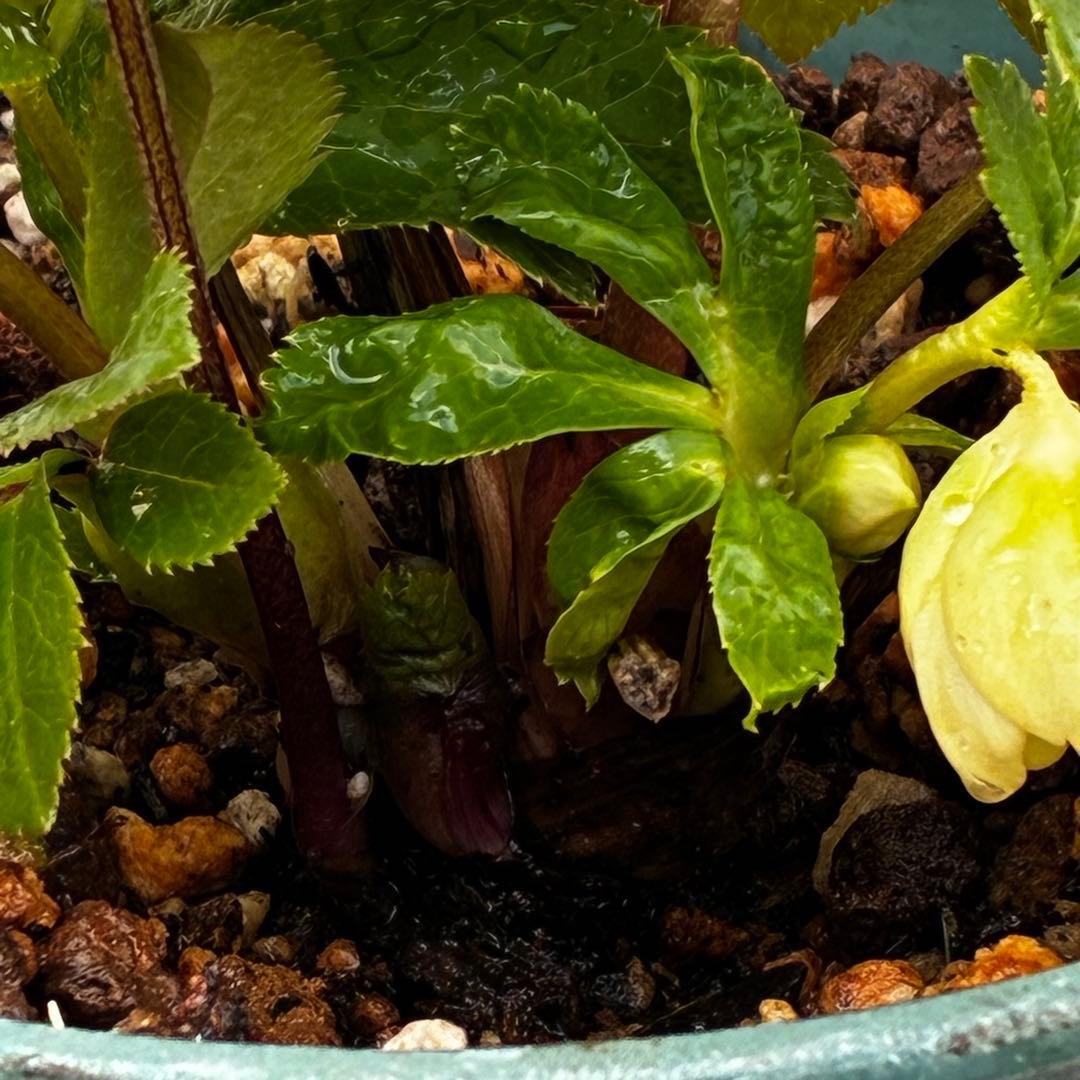 タ*ン様 3500❤️沢山☘️蕾花タグ付☘️ボリュームSD⭐️超小輪⭐️オーレア