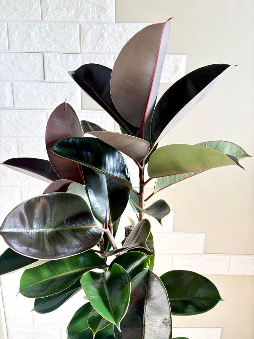 黒艶❗️フィカスバーガンディ⭐️朴タイプ⭐️3本立ち　観葉植物
