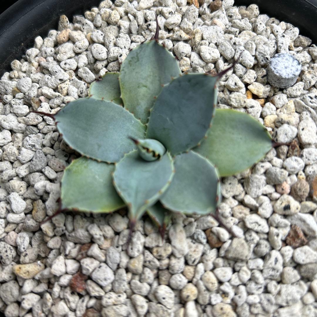 アガベ　パリーハイブリッド黒棘　子株