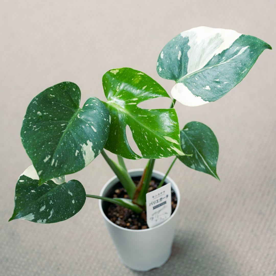 美斑 モンステラ タイコンステレーション クリームブリュレ 斑入り 鉢ごと