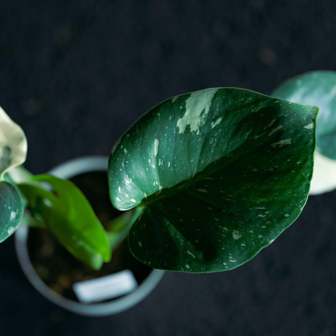 美斑 モンステラ タイコンステレーション クリームブリュレ 斑入り 鉢ごと