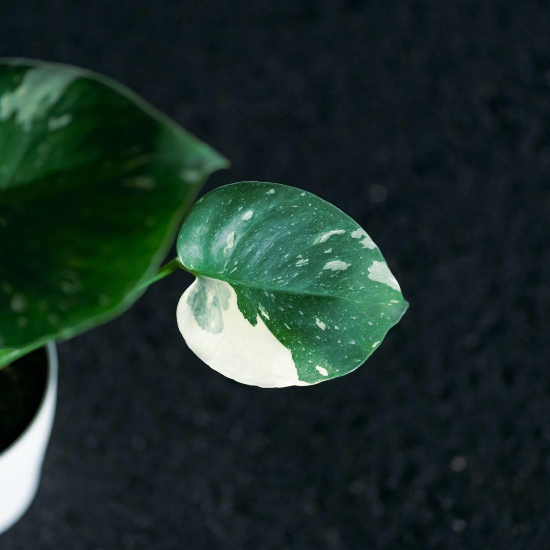 美斑 モンステラ タイコンステレーション クリームブリュレ 斑入り 鉢ごと