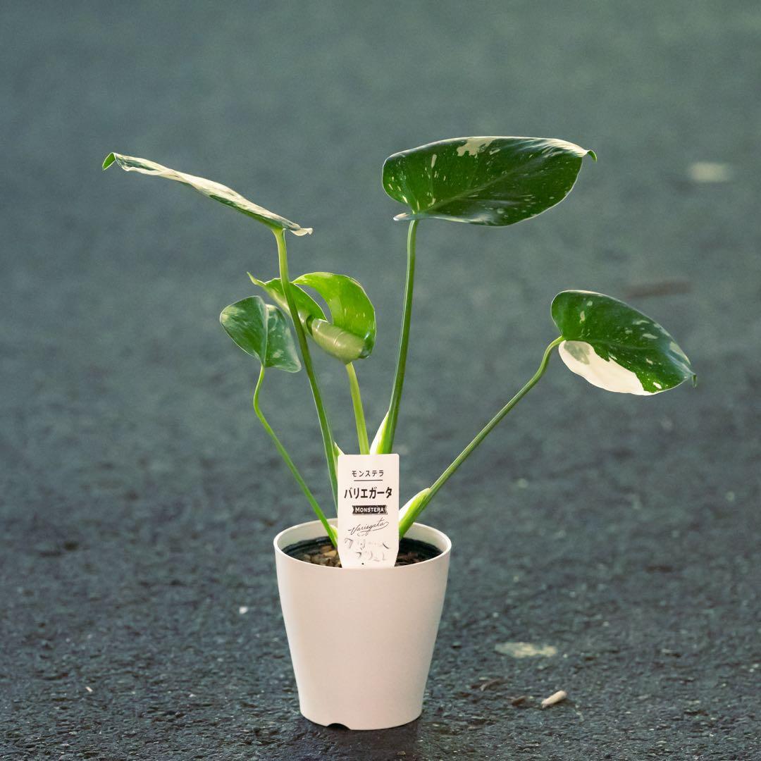美斑 モンステラ タイコンステレーション クリームブリュレ 斑入り 鉢ごと